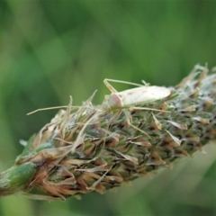 Miridae (family) at Cook, ACT - 11 Oct 2020 05:44 PM