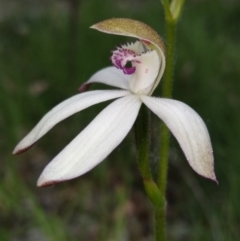 Caladenia moschata (Musky Caps) at Bruce, ACT - 16 Oct 2020 by Christian Fricker