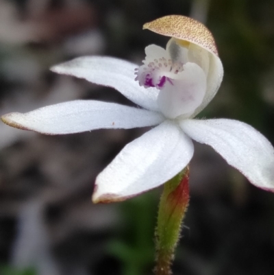 Caladenia moschata (Musky Caps) at Bruce, ACT - 16 Oct 2020 by ChristianFricker
