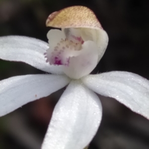 Caladenia moschata at Bruce, ACT - 16 Oct 2020