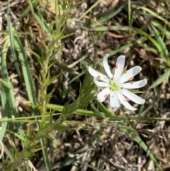 Stellaria pungens (Prickly Starwort) at Nanima, NSW - 16 Oct 2020 by 81mv