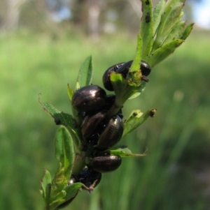 Chrysolina quadrigemina at Latham, ACT - 16 Oct 2020 10:23 AM