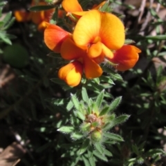 Pultenaea subspicata (Low Bush-pea) at Latham, ACT - 16 Oct 2020 by pinnaCLE