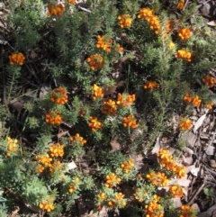 Pultenaea subspicata at Latham, ACT - 16 Oct 2020 10:05 AM