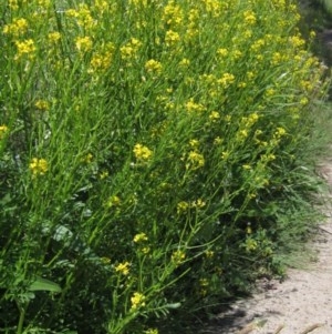 Sisymbrium irio at Latham, ACT - 16 Oct 2020