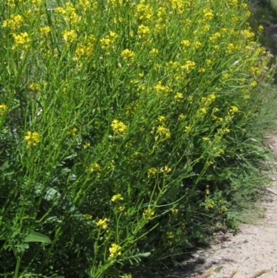 Sisymbrium irio (London Rocket) at Latham, ACT - 16 Oct 2020 by pinnaCLE