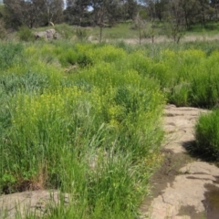 Sisymbrium irio (London Rocket) at Latham, ACT - 15 Oct 2020 by pinnaCLE