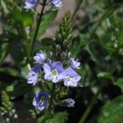 Veronica anagallis-aquatica (Blue Water Speedwell) at Macgregor, ACT - 16 Oct 2020 by pinnaCLE