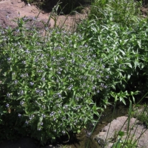 Veronica anagallis-aquatica at Macgregor, ACT - 16 Oct 2020