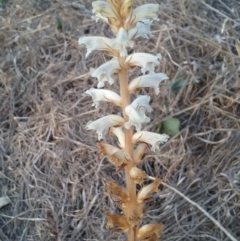 Orobanche minor (Broomrape) at Holt, ACT - 25 Dec 2017 by cec