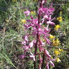 Dipodium punctatum (Blotched Hyacinth Orchid) at Mount Painter - 22 Dec 2017 by cec