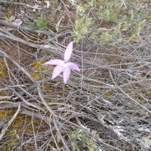 Glossodia major at Majura, ACT - 17 Oct 2020