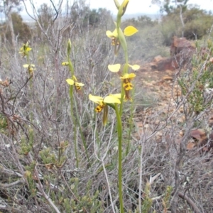 Diuris sulphurea at Majura, ACT - 17 Oct 2020