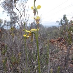 Diuris sulphurea at Majura, ACT - 17 Oct 2020