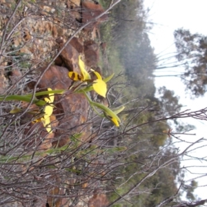 Diuris sulphurea at Majura, ACT - 17 Oct 2020