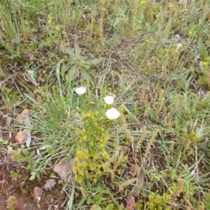 Drosera gunniana at Majura, ACT - 17 Oct 2020