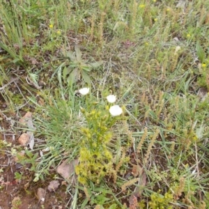 Drosera gunniana at Majura, ACT - 17 Oct 2020 12:48 PM