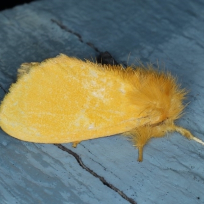 Euproctis edwardsii (Mistletoe Browntail Moth) at Lilli Pilli, NSW - 5 Oct 2020 by jbromilow50