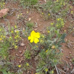 Hibbertia obtusifolia at Majura, ACT - 17 Oct 2020 12:50 PM