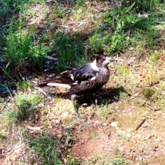 Gymnorhina tibicen (Australian Magpie) at Bruce Ridge to Gossan Hill - 16 Oct 2020 by goyenjudy