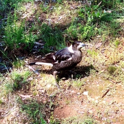 Gymnorhina tibicen (Australian Magpie) at Gossan Hill - 16 Oct 2020 by goyenjudy