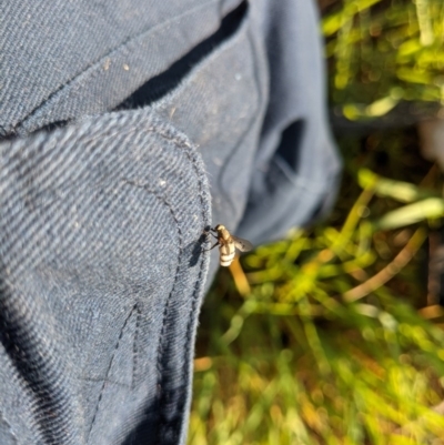 Helina sp. (genus) (Muscid fly) at Table Top, NSW - 16 Oct 2020 by ChrisAllen