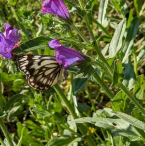 Belenois java at Thurgoona, NSW - 16 Oct 2020