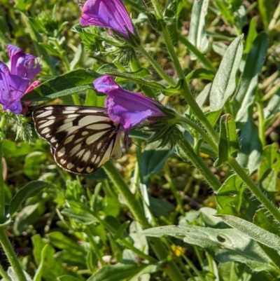 Belenois java (Caper White) at Albury - 15 Oct 2020 by ChrisAllen