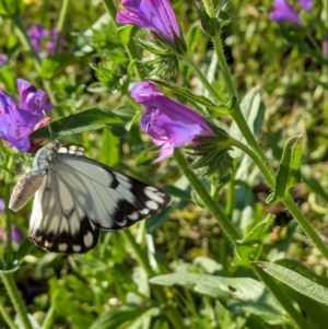 Belenois java at Thurgoona, NSW - 16 Oct 2020