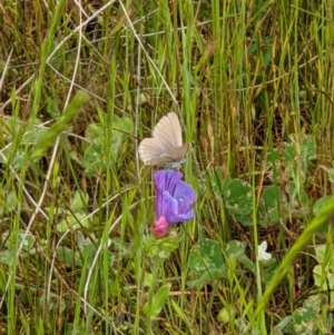 Zizina otis at Thurgoona, NSW - 16 Oct 2020 11:23 AM
