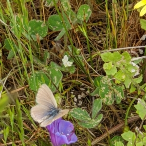 Zizina otis at Thurgoona, NSW - 16 Oct 2020 11:23 AM