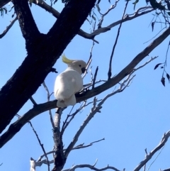 Cacatua galerita (Sulphur-crested Cockatoo) at Bruce Ridge to Gossan Hill - 16 Oct 2020 by goyenjudy