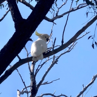 Cacatua galerita (Sulphur-crested Cockatoo) at Bruce Ridge to Gossan Hill - 16 Oct 2020 by goyenjudy