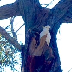 Cacatua galerita at Bruce, ACT - 16 Oct 2020