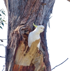 Cacatua galerita at Bruce, ACT - 16 Oct 2020