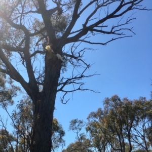 Cacatua galerita at Bruce, ACT - 16 Oct 2020