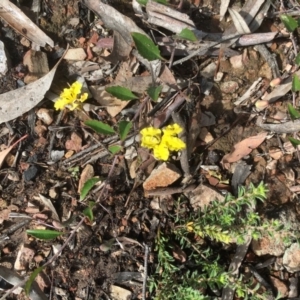 Goodenia hederacea at Bruce, ACT - 16 Oct 2020