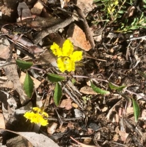 Goodenia hederacea at Bruce, ACT - 16 Oct 2020