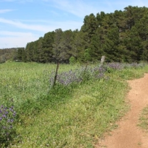 Echium plantagineum at Kaleen, ACT - 17 Oct 2020