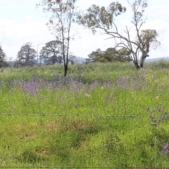 Echium plantagineum at Kaleen, ACT - 17 Oct 2020