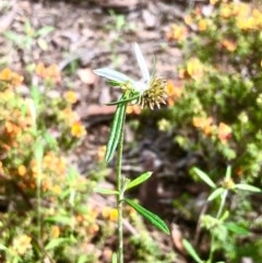 Euchiton involucratus (Star Cudweed) at Bruce, ACT - 16 Oct 2020 by goyenjudy