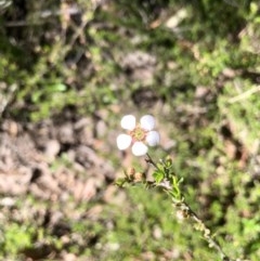 Gaudium multicaule (Teatree) at Bruce Ridge to Gossan Hill - 14 Oct 2020 by goyenjudy