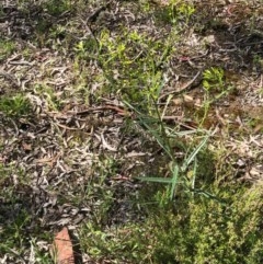 Senecio sp. (A Fireweed) at Gossan Hill - 14 Oct 2020 by goyenjudy