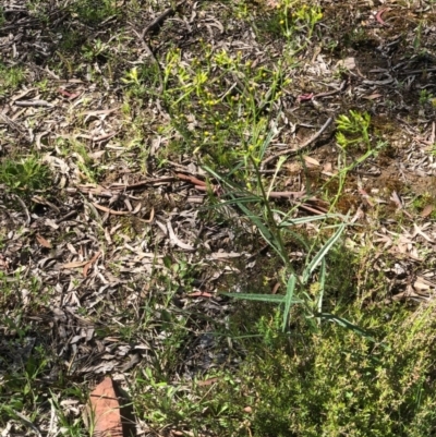 Senecio (genus) (A Fireweed) at Bruce, ACT - 14 Oct 2020 by goyenjudy