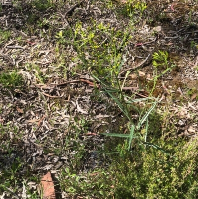 Senecio sp. (A Fireweed) at Gossan Hill - 14 Oct 2020 by goyenjudy