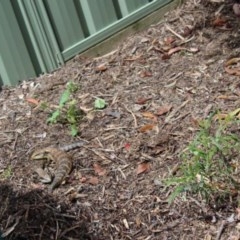 Tiliqua scincoides scincoides (Eastern Blue-tongue) at Kaleen, ACT - 17 Oct 2020 by maura