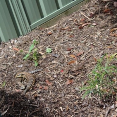 Tiliqua scincoides scincoides (Eastern Blue-tongue) at Kaleen, ACT - 16 Oct 2020 by maura