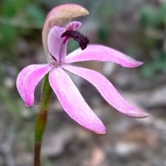 Caladenia congesta (Pink Caps) at Bruce, ACT - 17 Oct 2020 by ChristianFricker