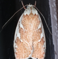 Euchaetis rhizobola (A Concealer moth) at Lilli Pilli, NSW - 5 Oct 2020 by jb2602