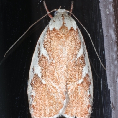 Euchaetis rhizobola (A Concealer moth (Wingia group)) at Lilli Pilli, NSW - 5 Oct 2020 by jb2602